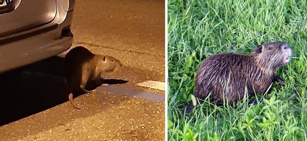 A sinistra la nutria fotografata a Riva